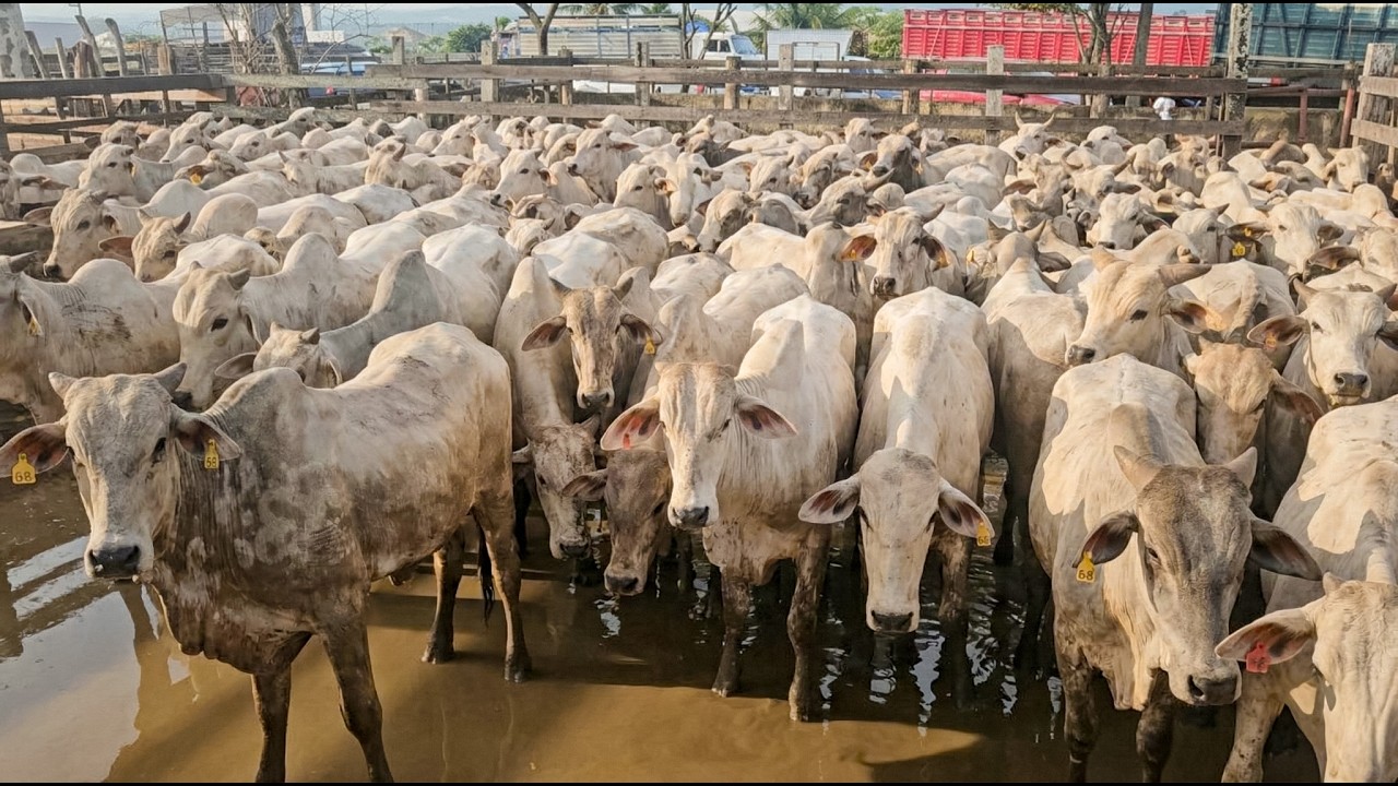 FEIRA DE GADO DE CARUARU PE, TERÇA FEIRA, (03/02/26) #nordeste