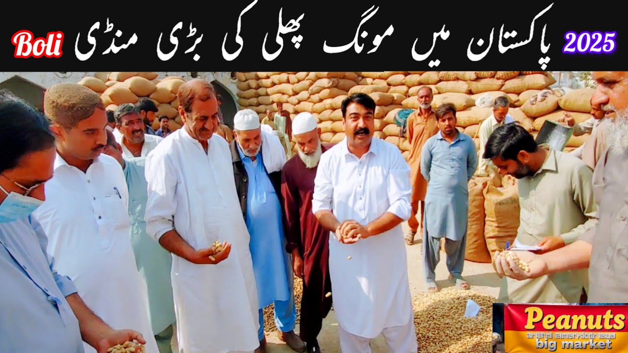 Pakistan’s Biggest Peanut Market |Gala mandi Chakwal