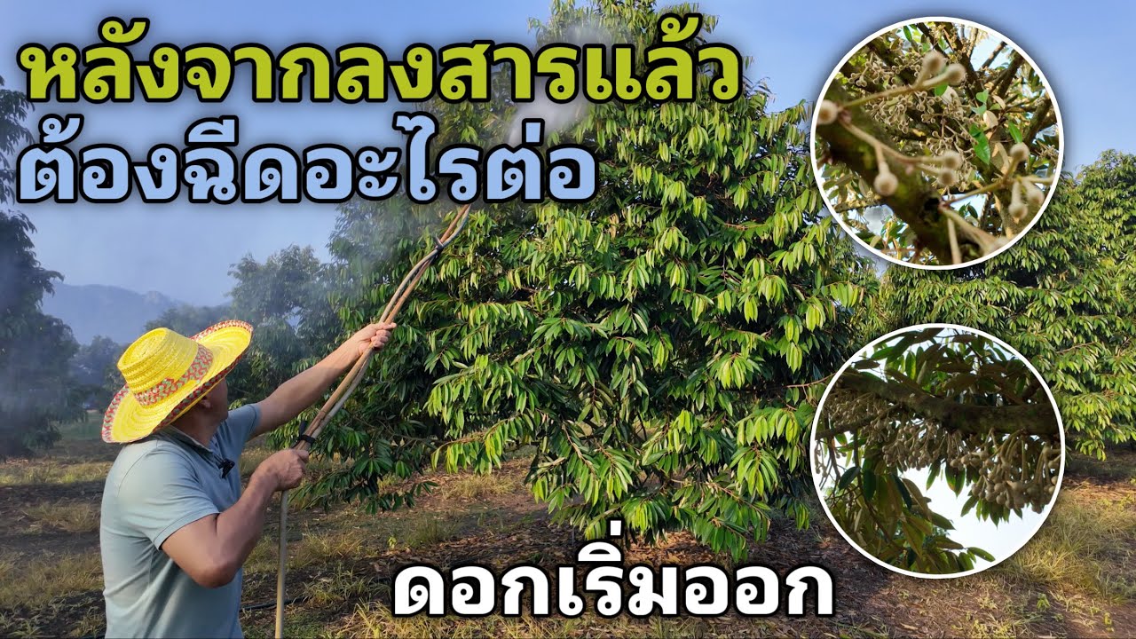 หลังจากลงสารแล้ว ทางใบต้องใช้อะไรบ้างเพื่อเตรียมจะเอาดอก (ดอกเริ่มมาบางต้น)