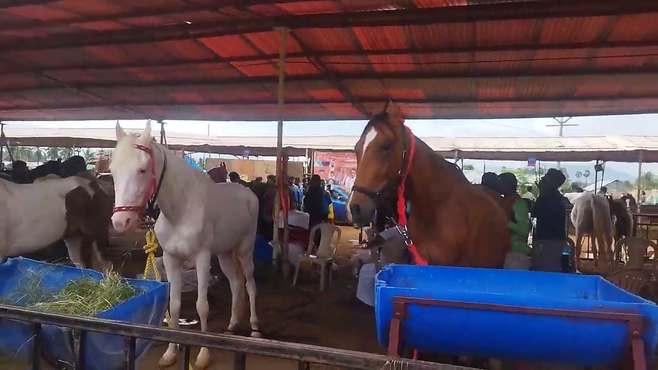 🎊🥰 ANTHIYUR HORSE FAIR 2K23 💥✨️