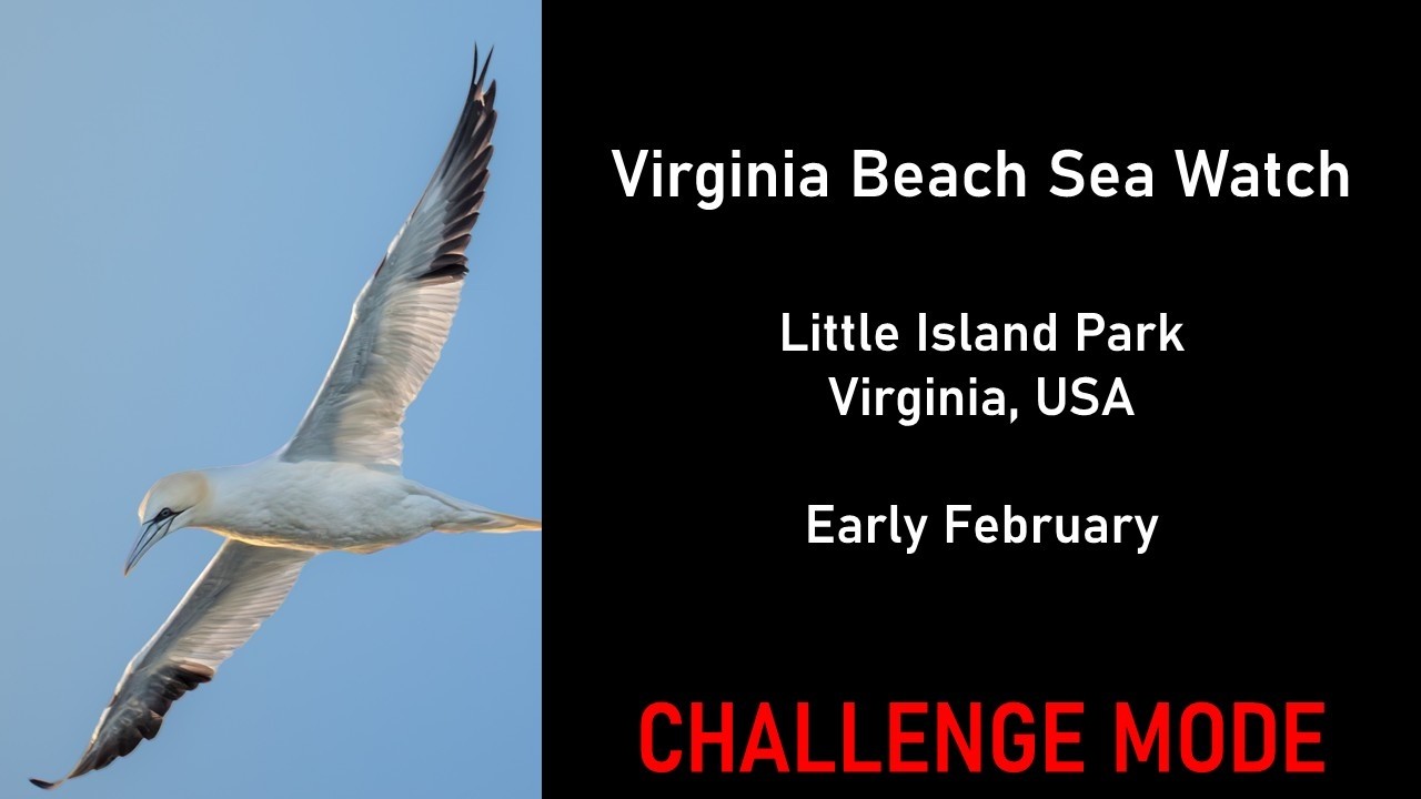 You Go Sea Watching near Virginia Beach! (Challenge Mode) | Virtual Birding