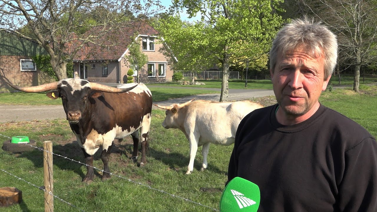 Zachte Berm: Van Texaanse Longhorns tot Achterhoekse Spaarvarkens.