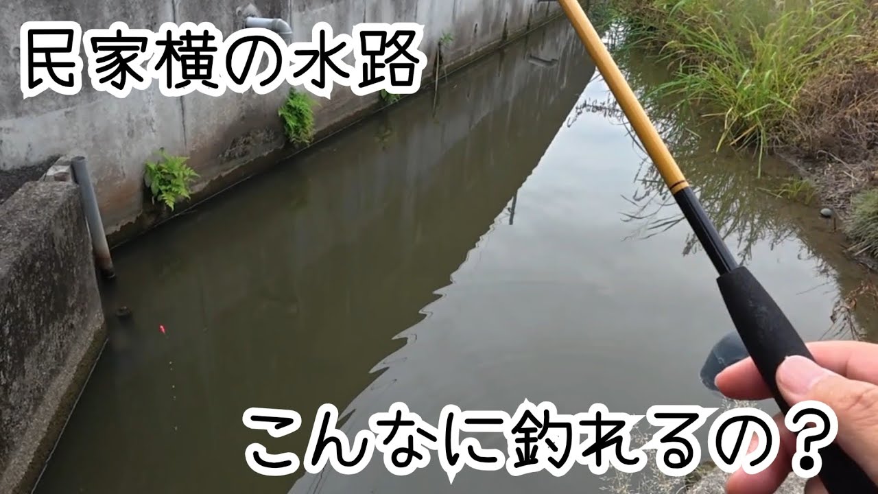 【Micro Fishing】民家横の小さな水路が入れ食いだった