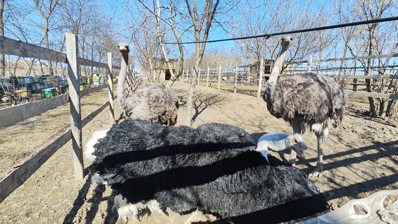 AM PLANTAT CARTOFII CEAPA ȘI USTUROIUL 🧅🥔🧄IEZI🐐STRUȚI🐥 ALBINUȚE 🐝