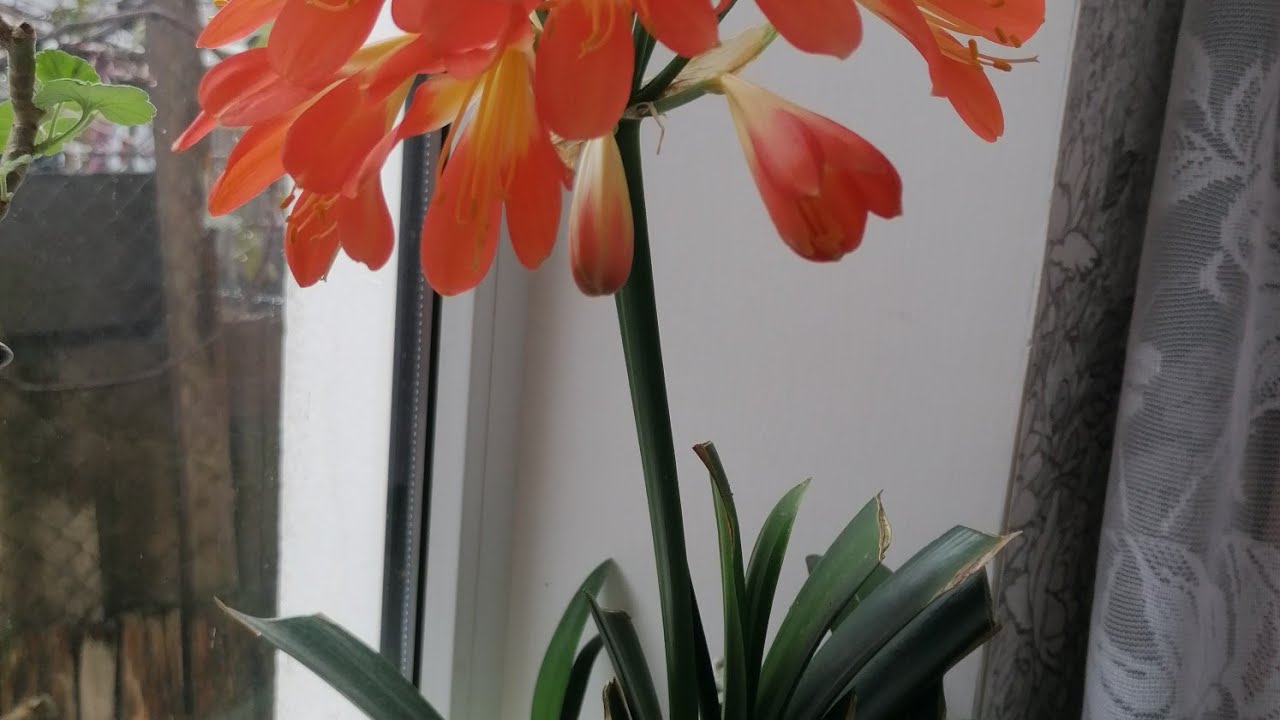 Кливия, уход, выращивание, 🌺