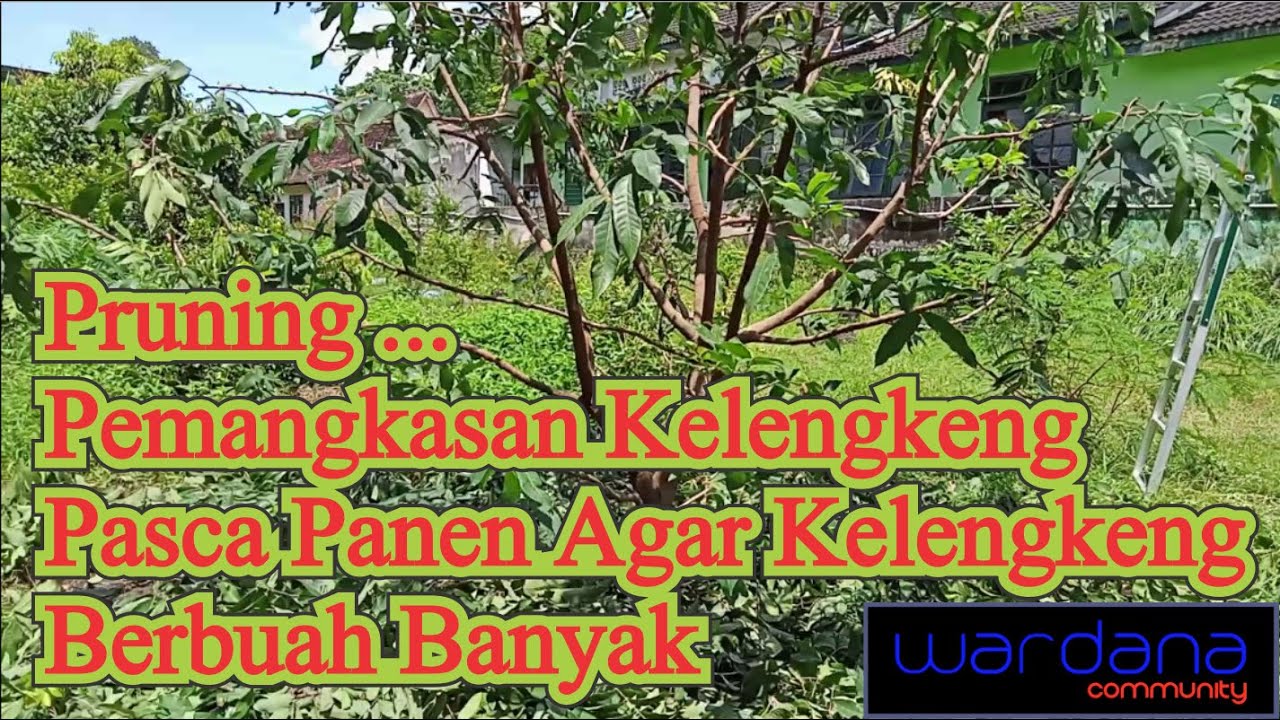 Pruning Pemangkasan Kelengkeng Pasca Panen Agar Kelengkeng Berbuah Banyak