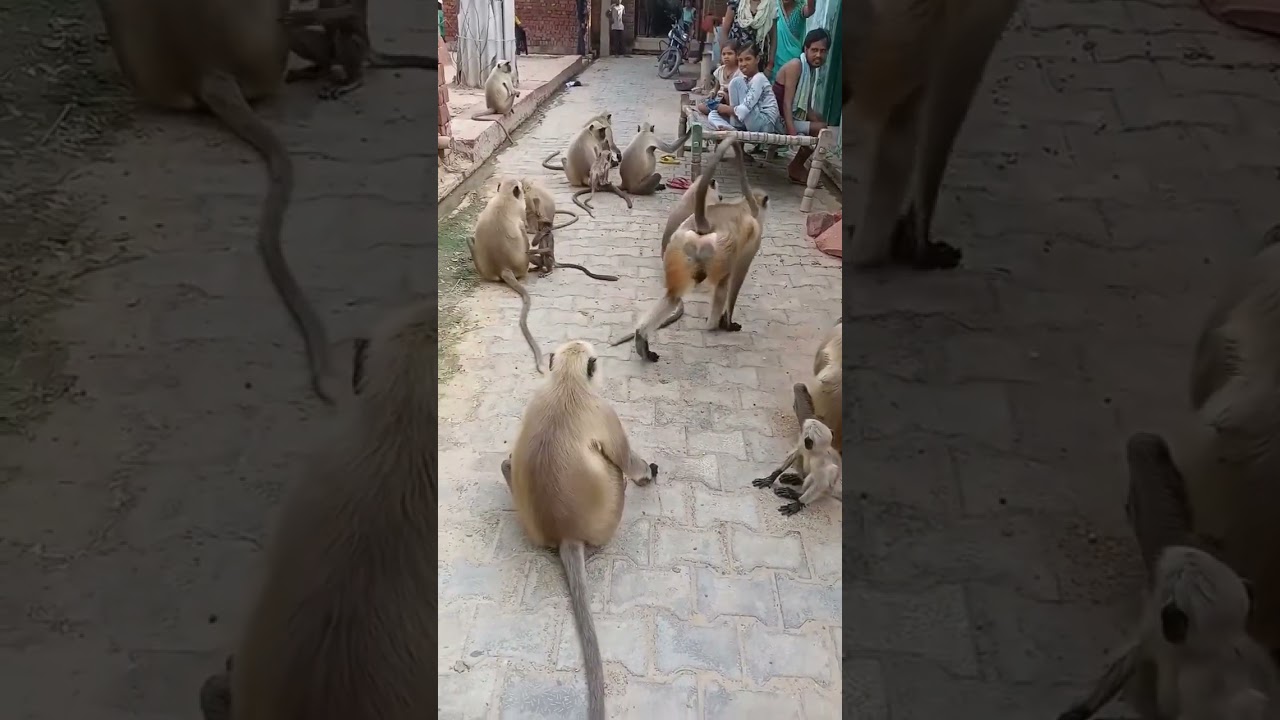Bandar video monkey Tik Tok video#monkey #funnyvideo #tiktok