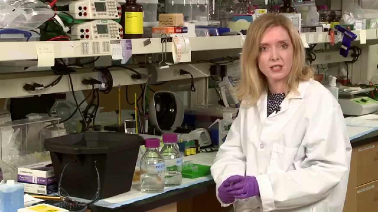 Four Tips for Minimizing Protein Degradation During Sample Preparation