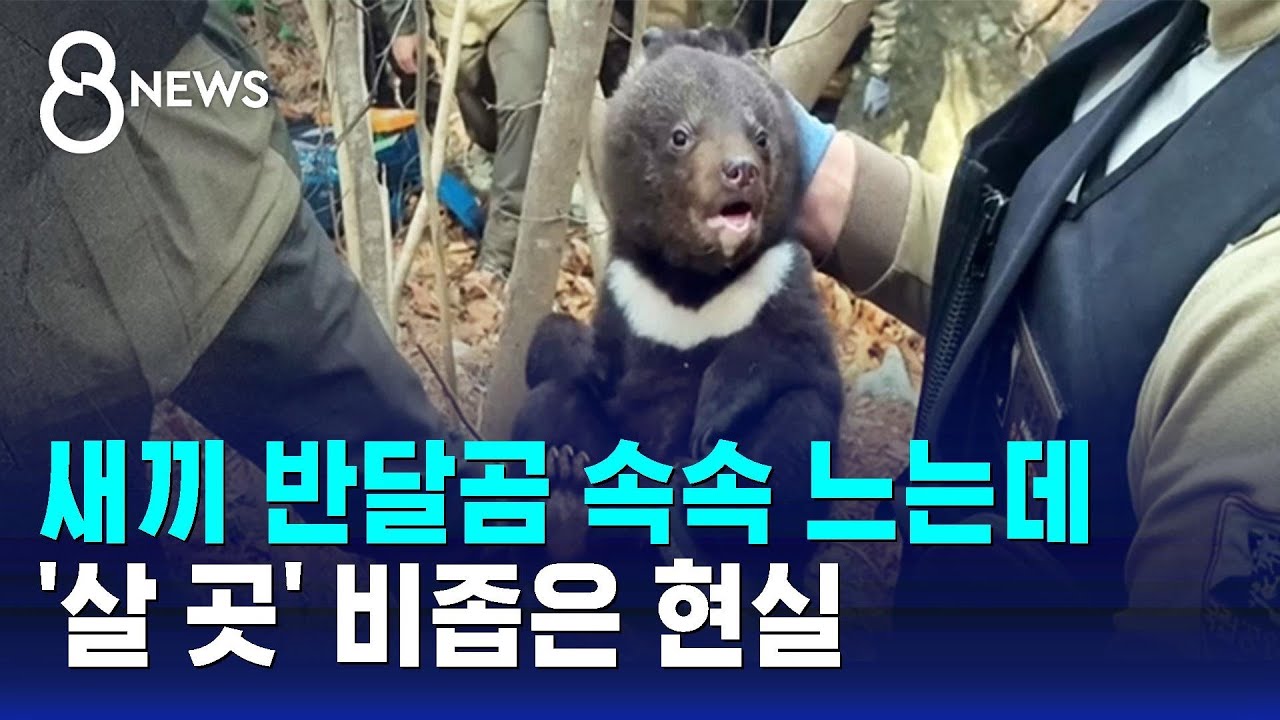새끼 반달곰 속속 느는데&hellip;'살 곳' 비좁은 현실 / SBS 8뉴스