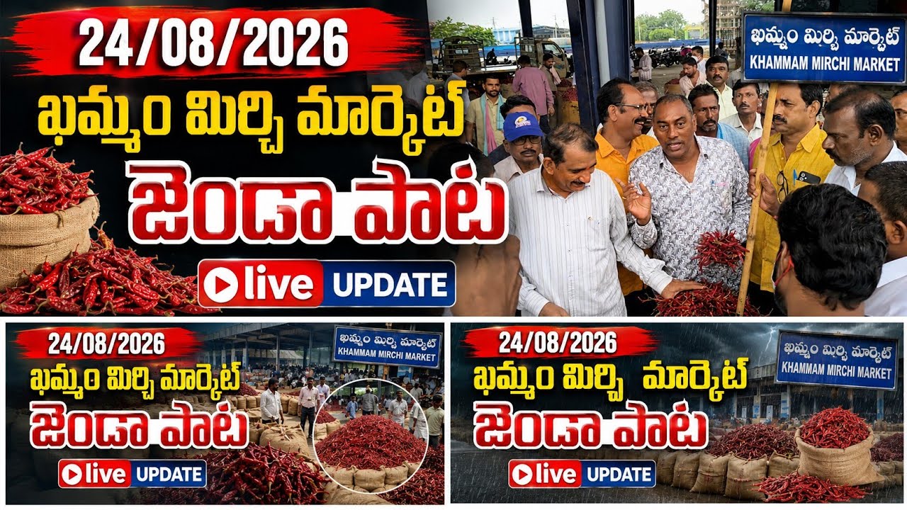 24/08/2026 khammam mirchi market price khammam mirchi market today #dharalu #mirchi#mirchiratetoday