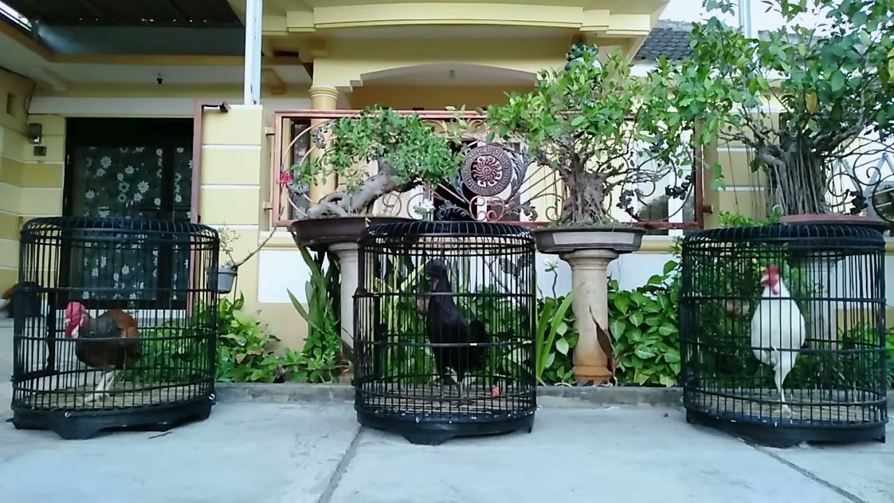merdunya kota Garam Sumenep Madura, bareng si Rambo, si Bagong & si Gareng...