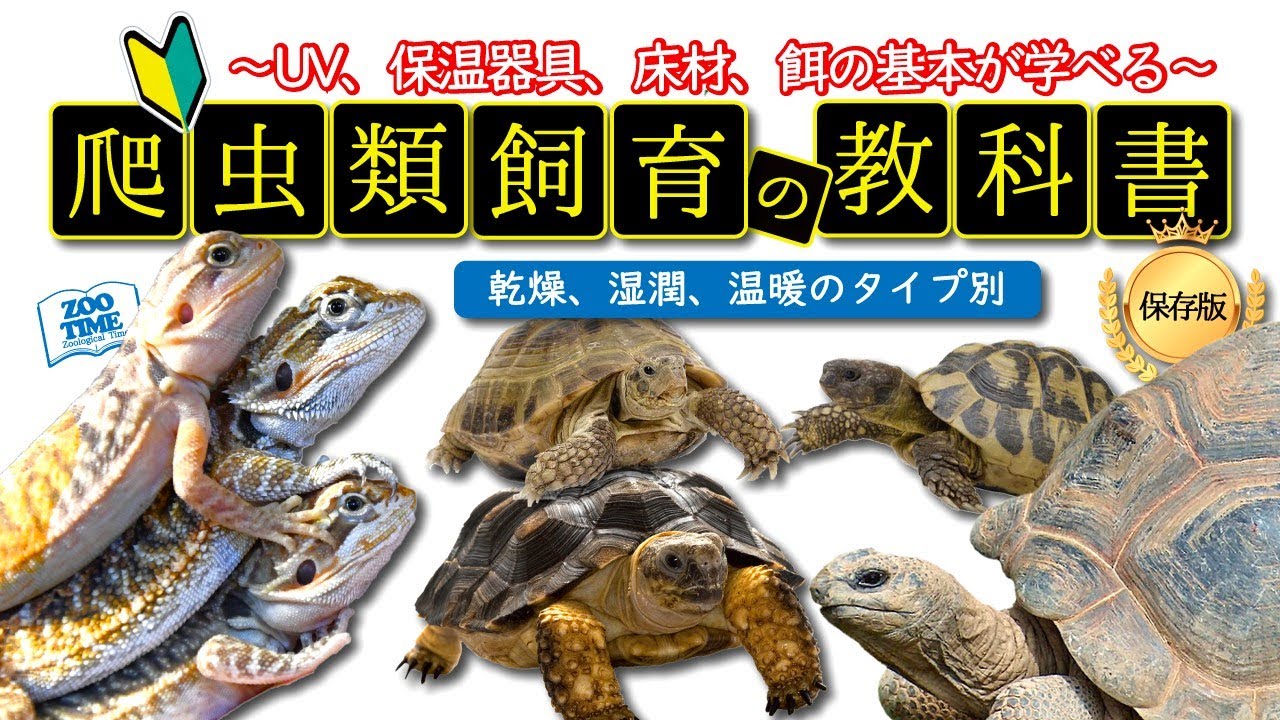 【②はじめての爬虫類飼育🔰】フトアゴ＆リクガメタイプ別！初心者でもできる飼育方法＆ UVB・UVA、バスキング、サーモ、赤外線ヒーター、ケージ、床材の正しい知識