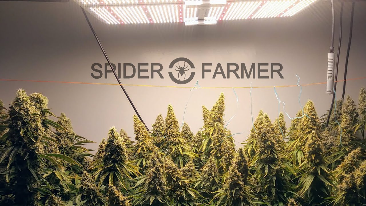 [Grow Journal#9]Seed to Harvest: Indoor Grow Journal of Marijuana with Spider Farmer LED Grow Light