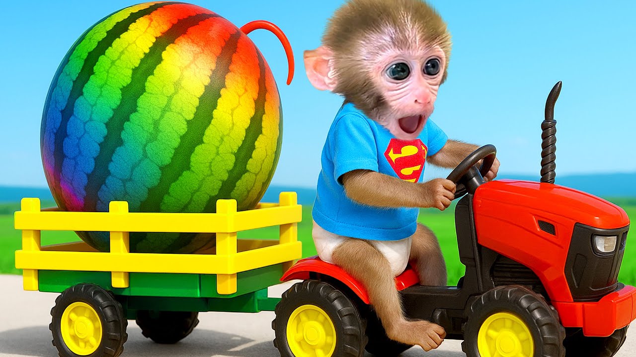 Mono BonBon conduce un carro y lleva una sandía gigante a la granja para compartir