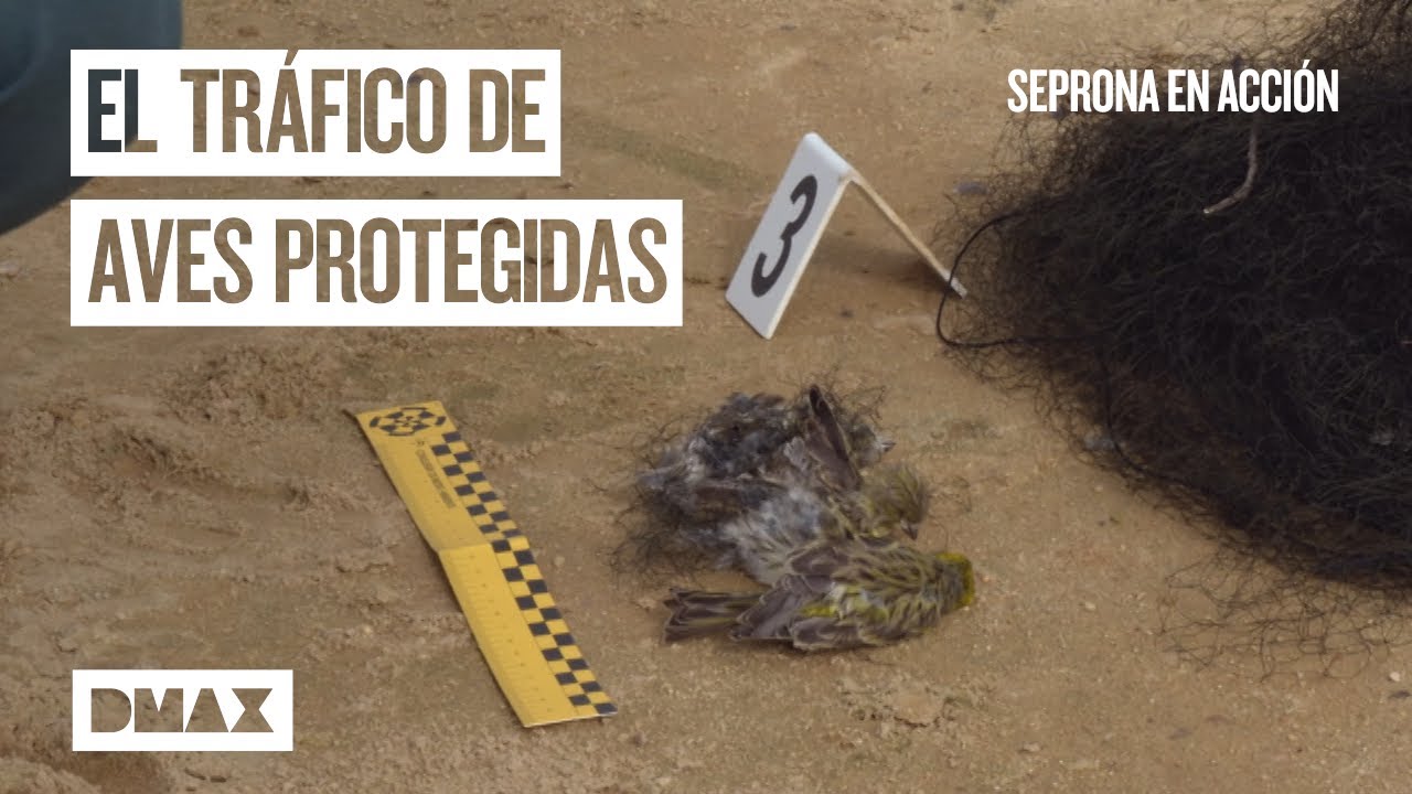 Así actua el Seprona contra el tráfico de especies protegidas | Seprona en acción