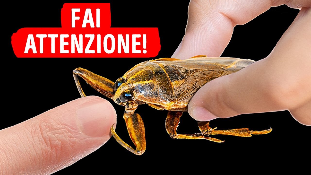 Il Morso Di Questo Insetto È Il Peggiore Di Tutti