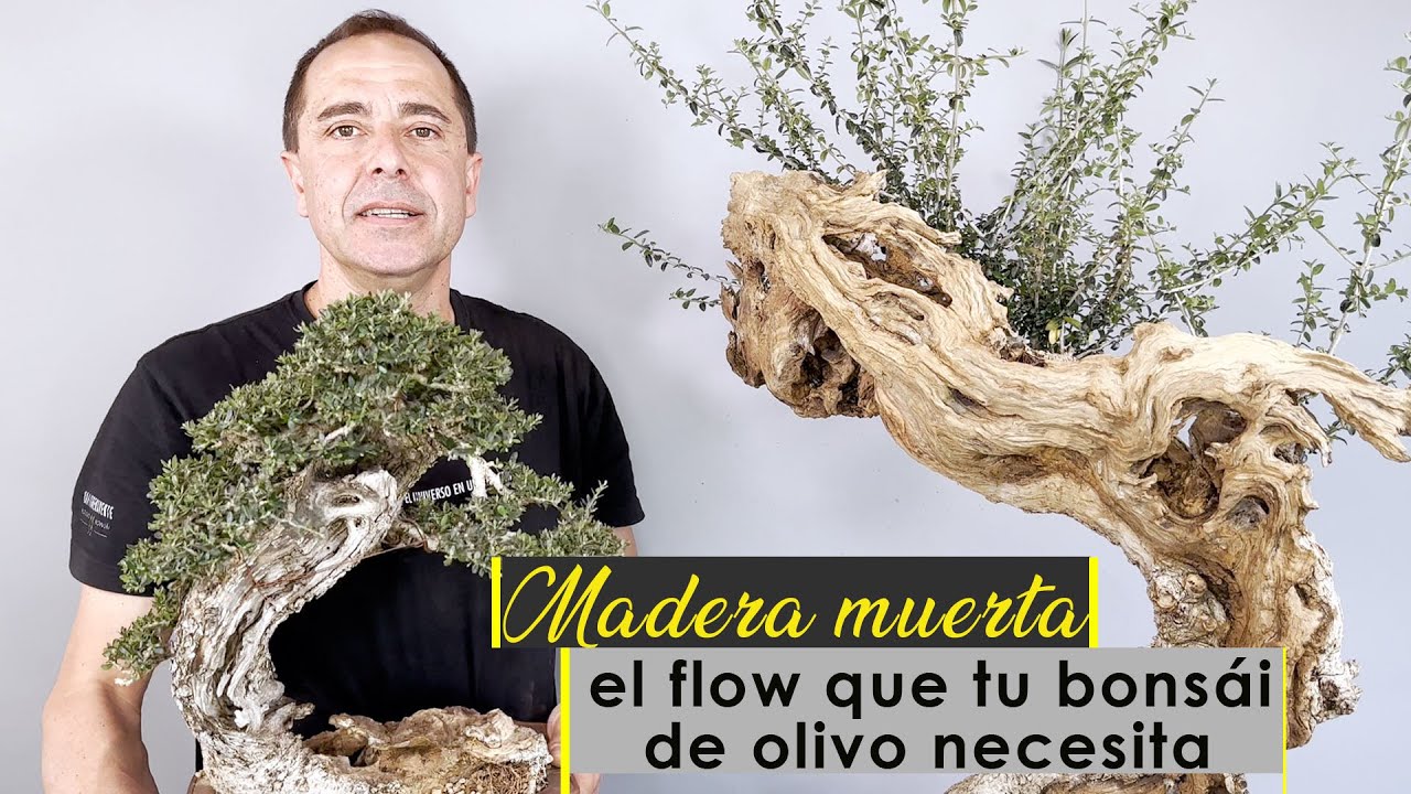 Madera muerta. El flow que tu bonsai de olivo necesita.