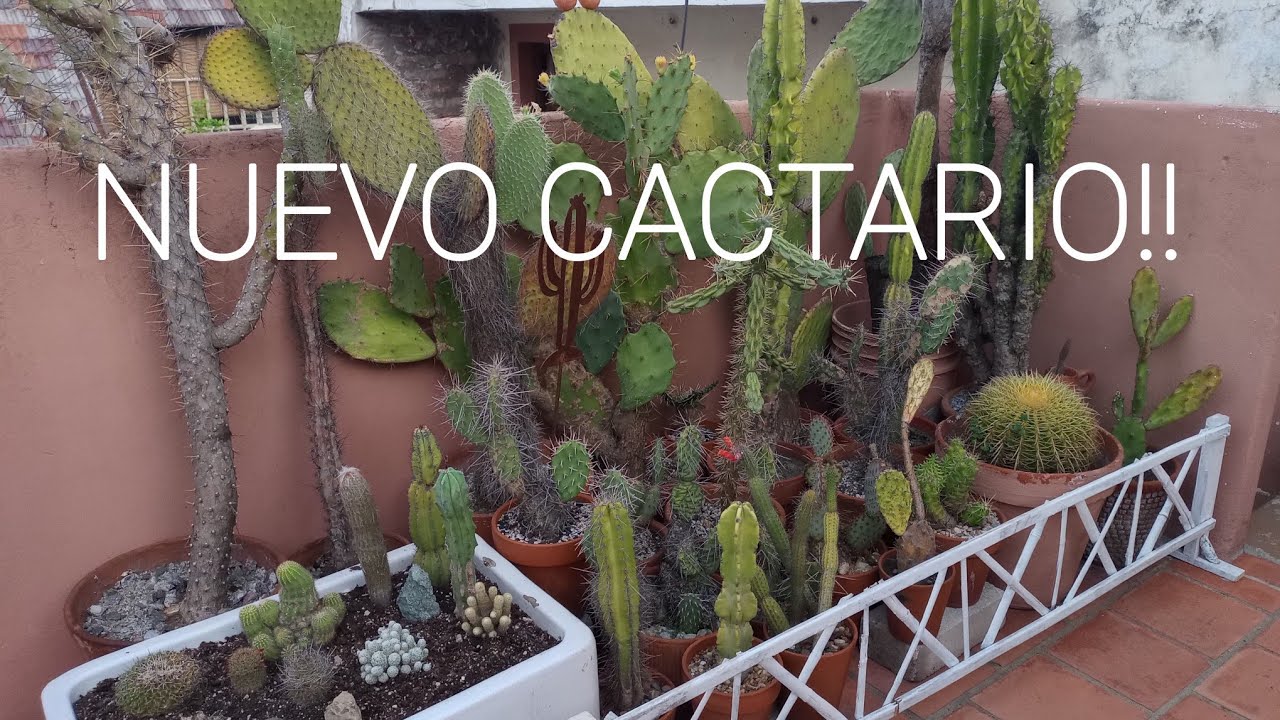 CACTARIO EN BACHA ANTIGUA #lasplantasdegeral #cactus #garden #cactuslover #jardin #flowers #plants 