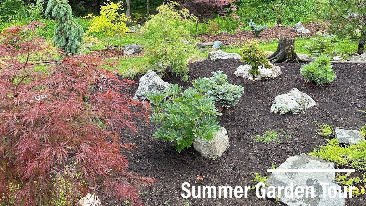 Summer Garden Tour | Japanese Maples & Conifers
