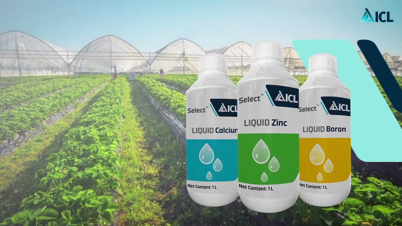 The launch of liquid fertilizers ICL Select Liquid Boron, Calcium & Zinc (English) | ICL India