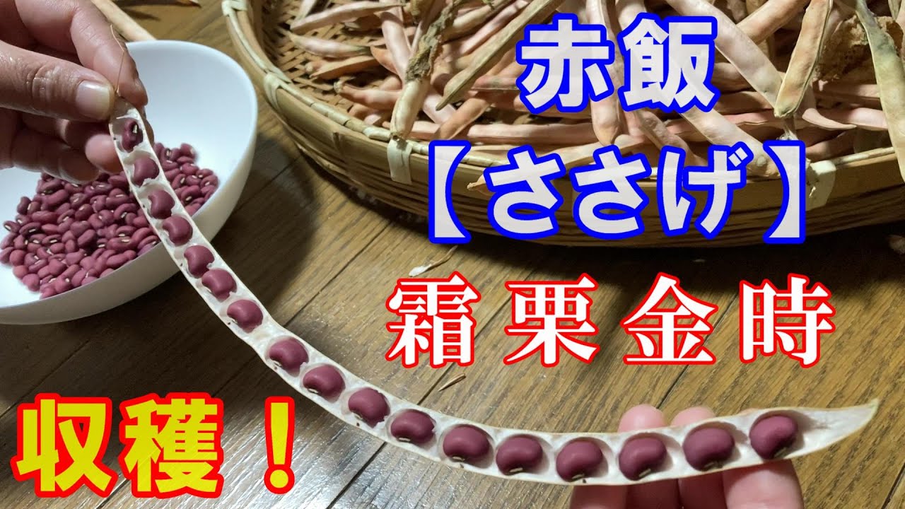赤飯【ささげ】霜栗金時　収穫！
