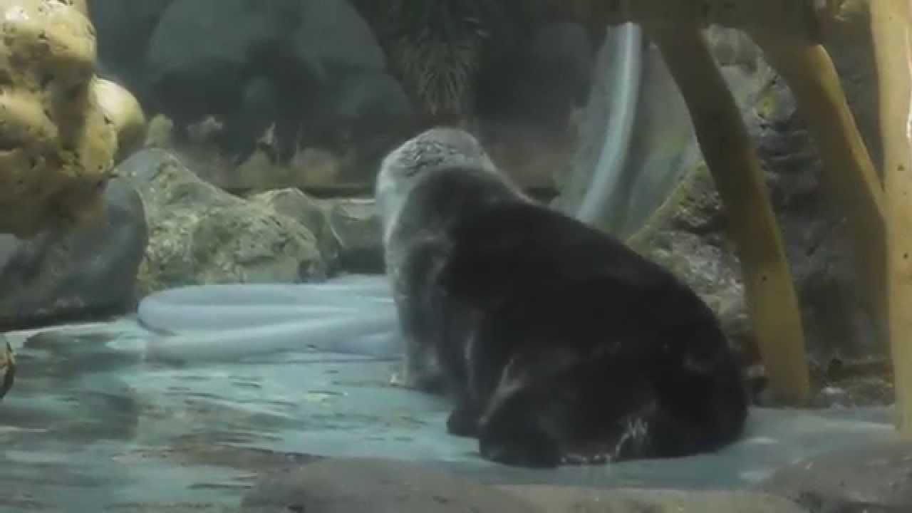 海遊館 ラッコ　「飼育員さん、まだかな～」 上陸して入り口を覗き込むパタさん