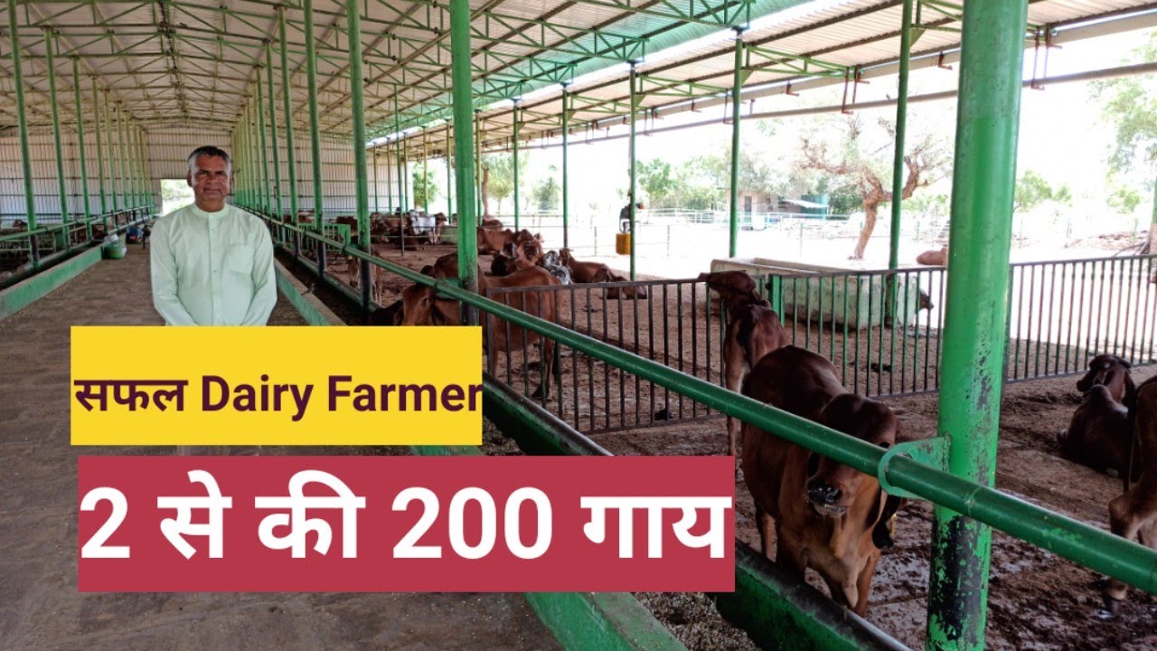 2 देसी गाय से शुरू की थी डेयरी आज 200 गाय । जयपुर में दूध सप्लाई । successful dairy farmer