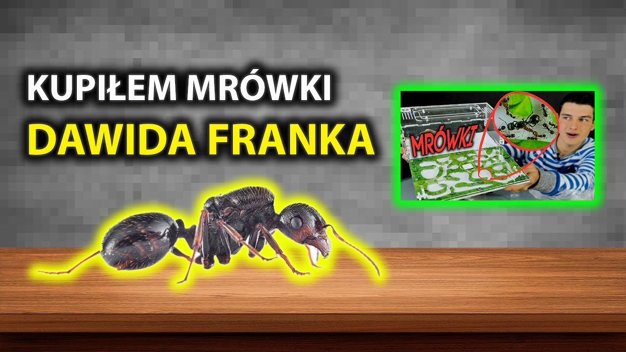 Kupiłem Mr&oacute;wki Messor structor