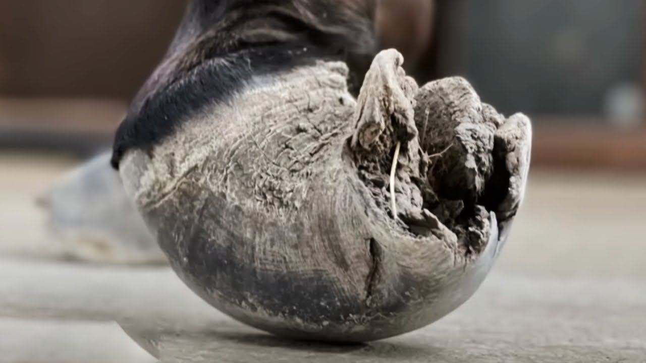 The Big Black Donkey Is Too Stubborn! The Hoof Is So Hard That The Master Can Barely Cut It