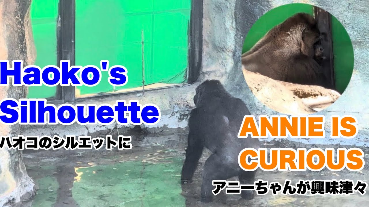 アニーちゃん、ハオコのシルエットに興味津々【Annie is curious about Haoko's silhouette】(Annie & Gentaro) 2026.01.23