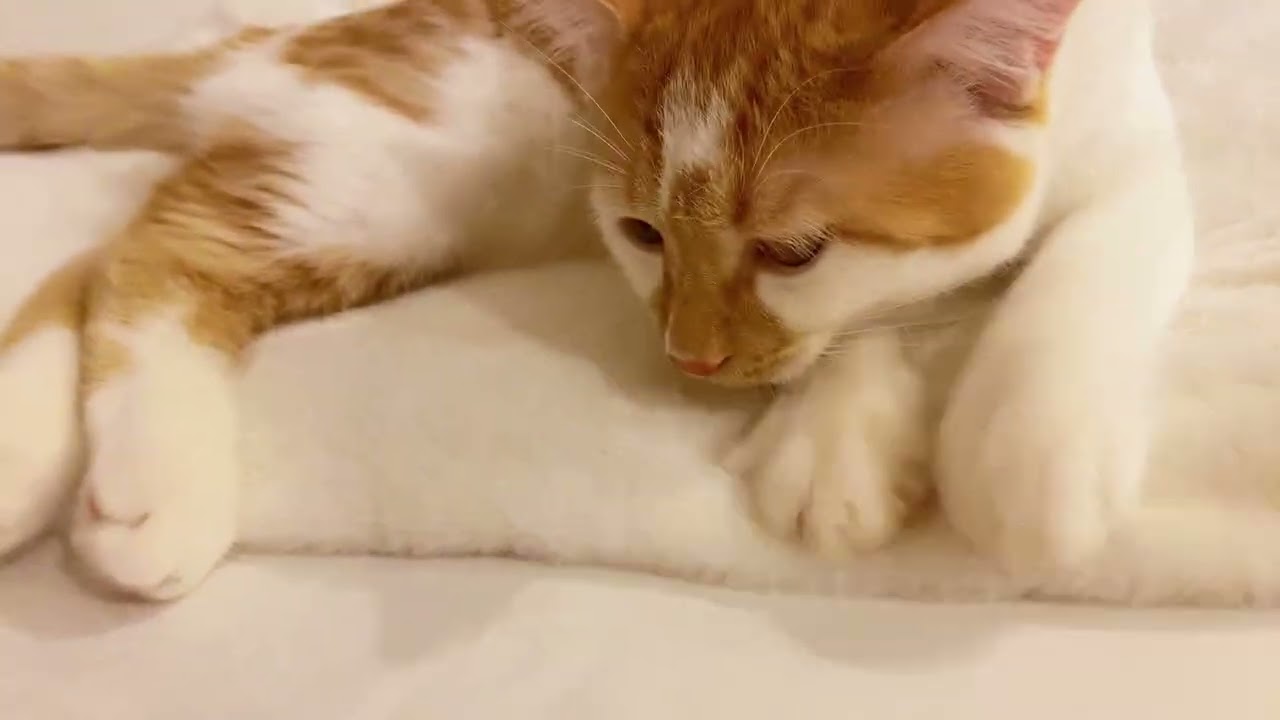 When a cat feels cared for, it starts kneading, and the sounds are truly healing#cats