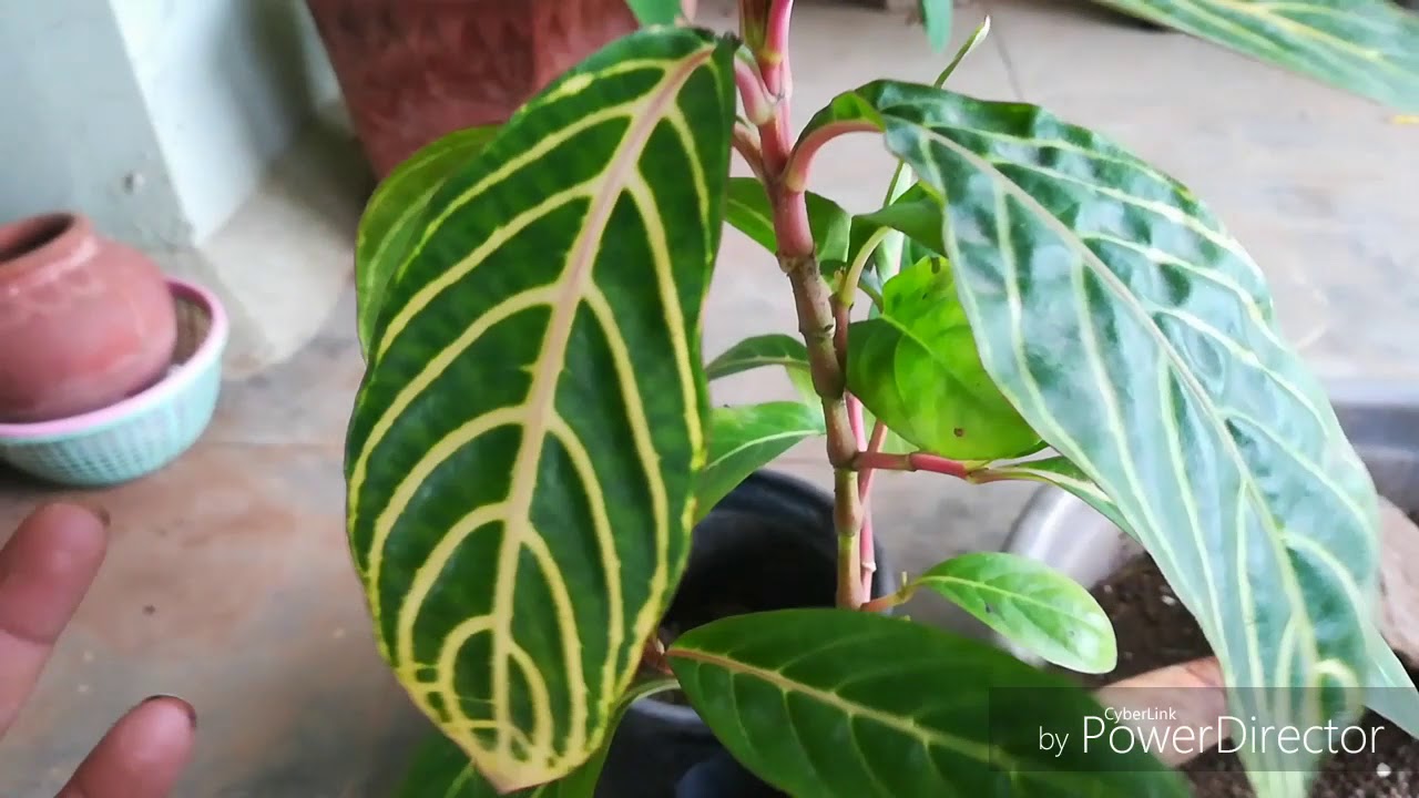 How to grow Sanchezia plant