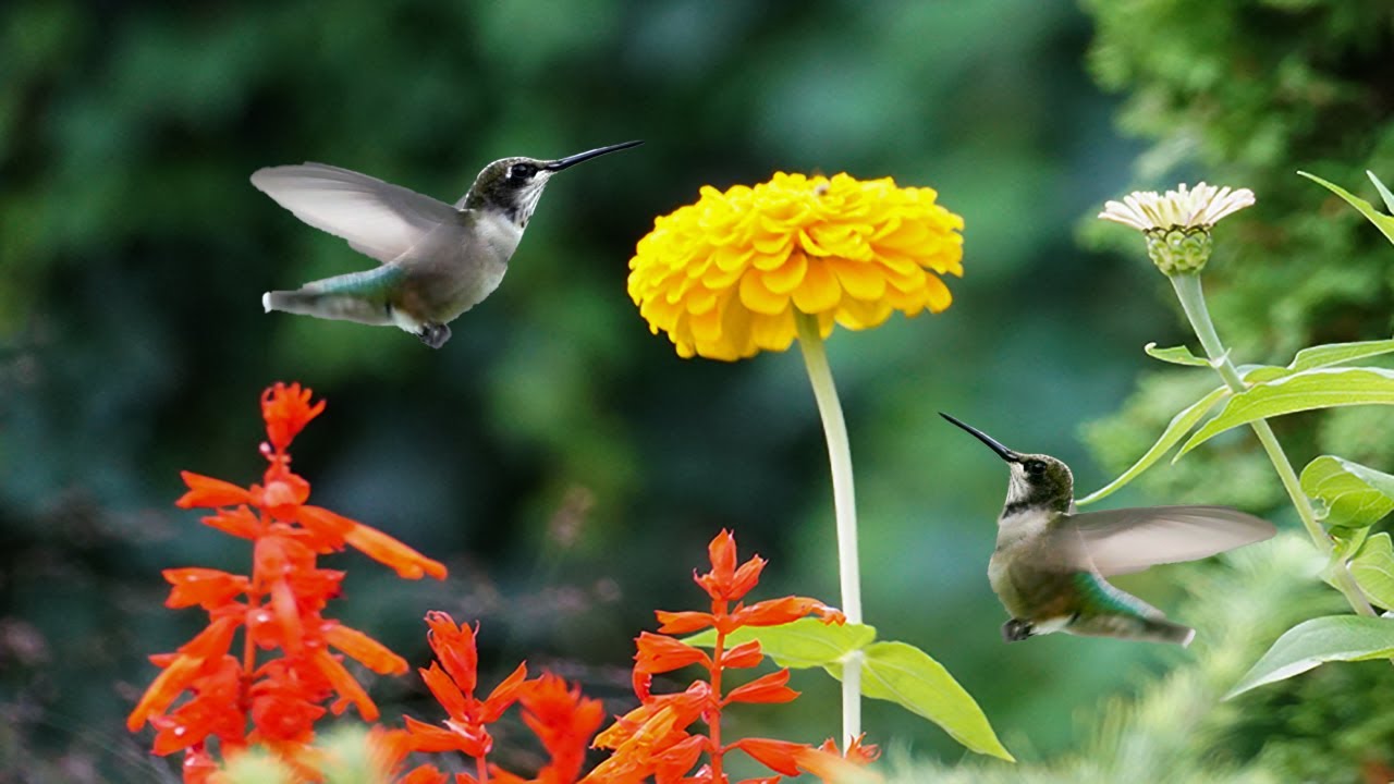 Hummingbirds, Goldfinches, Butterflies and Flowers | The Relaxing Garden | Video for People and Cats