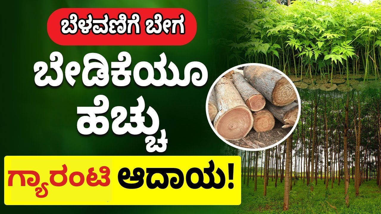 ಅತ್ಯಂತ ಲಾಭದಾಯಕ Malabar Neem ಬೆಳೆ – ನೀವೂ ಪ್ರಾರಂಭಿಸಬಹುದು| Malabar Neem Farming