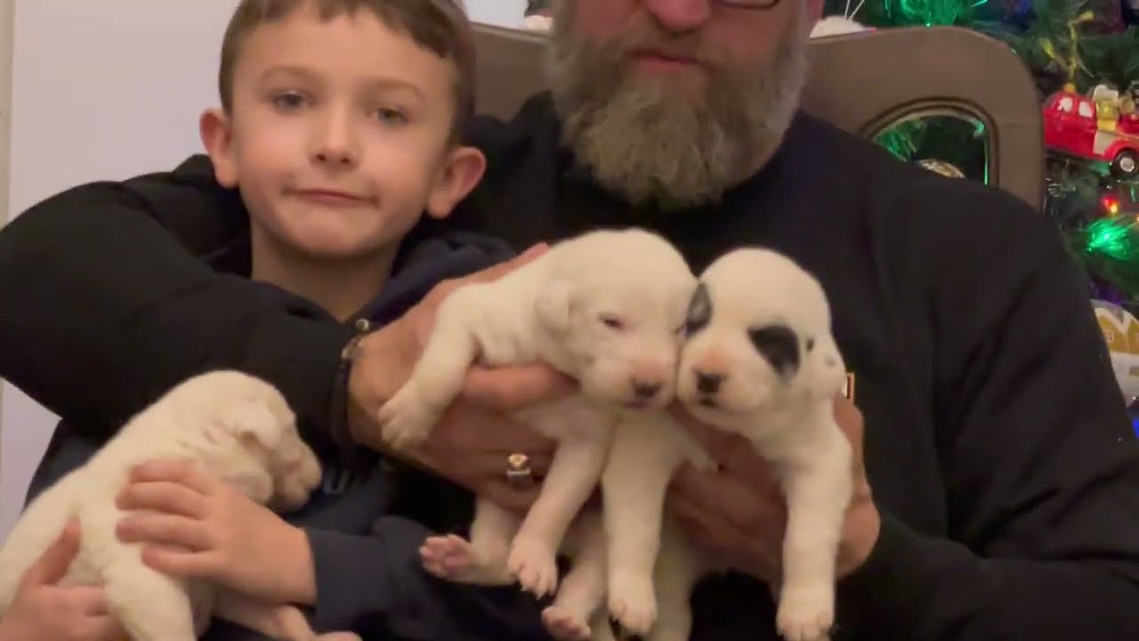 QWCZAREK ŚRODKOWOAZJATYCK DUCHY GÓR  SZCZENIAKI ,ALABAY PUPPIES, CAO PUPPIES TEL 535890880