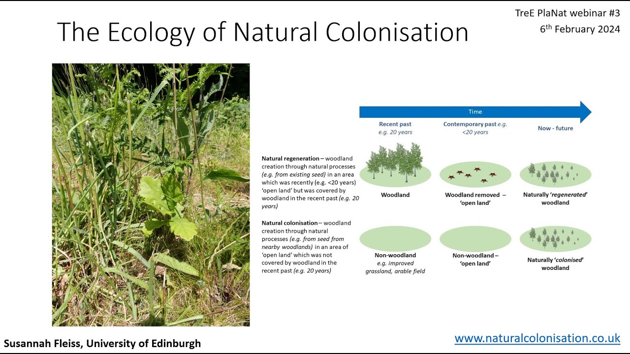 TreE PlaNat webinar #3: Ecology of naturally colonised woodlands