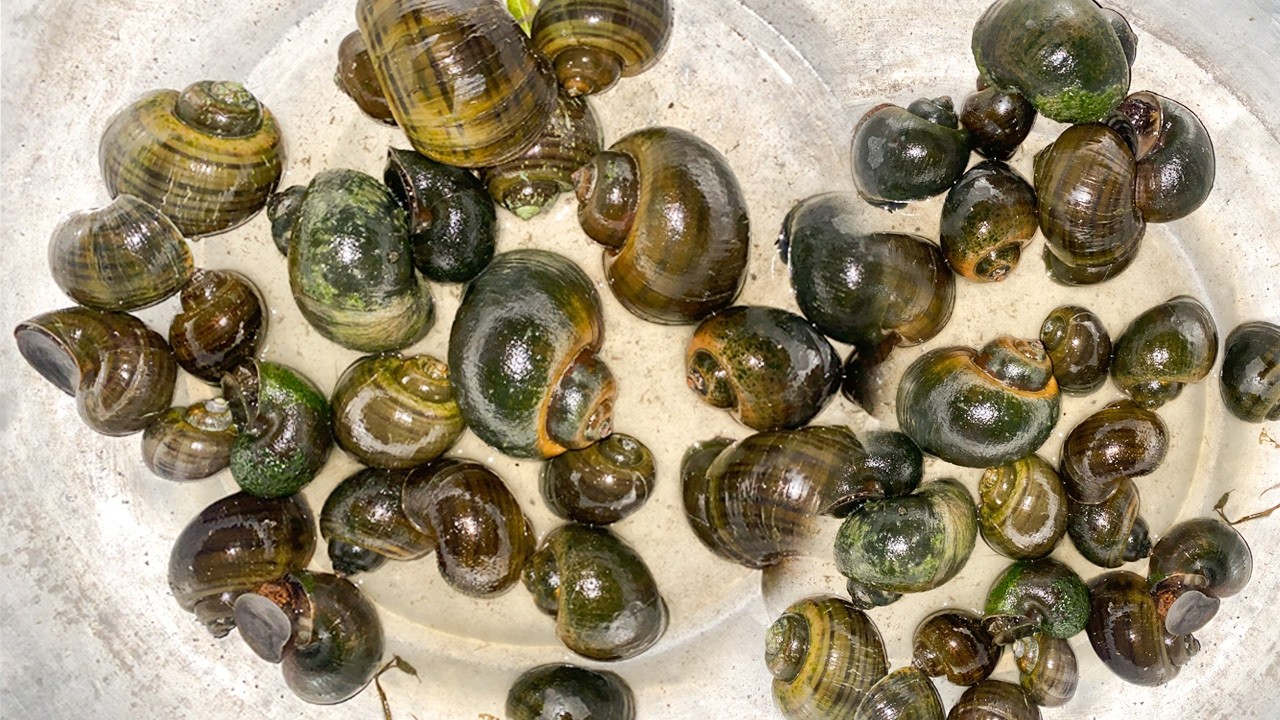 Catching Many Snails in the wells, big snails, small snails.
