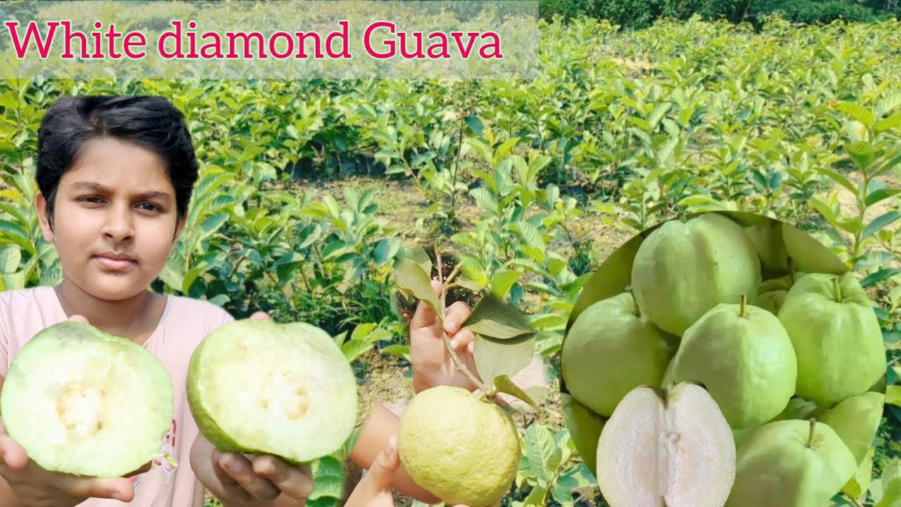 White diamond Guava Seedless ||New Variety2025 ||Ph-7601949430