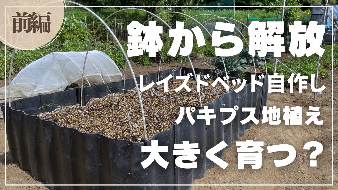 アガベや塊根植物を地植えして大きく育つ？DIYレイズドベッドで育成チャレンジ！【前編】