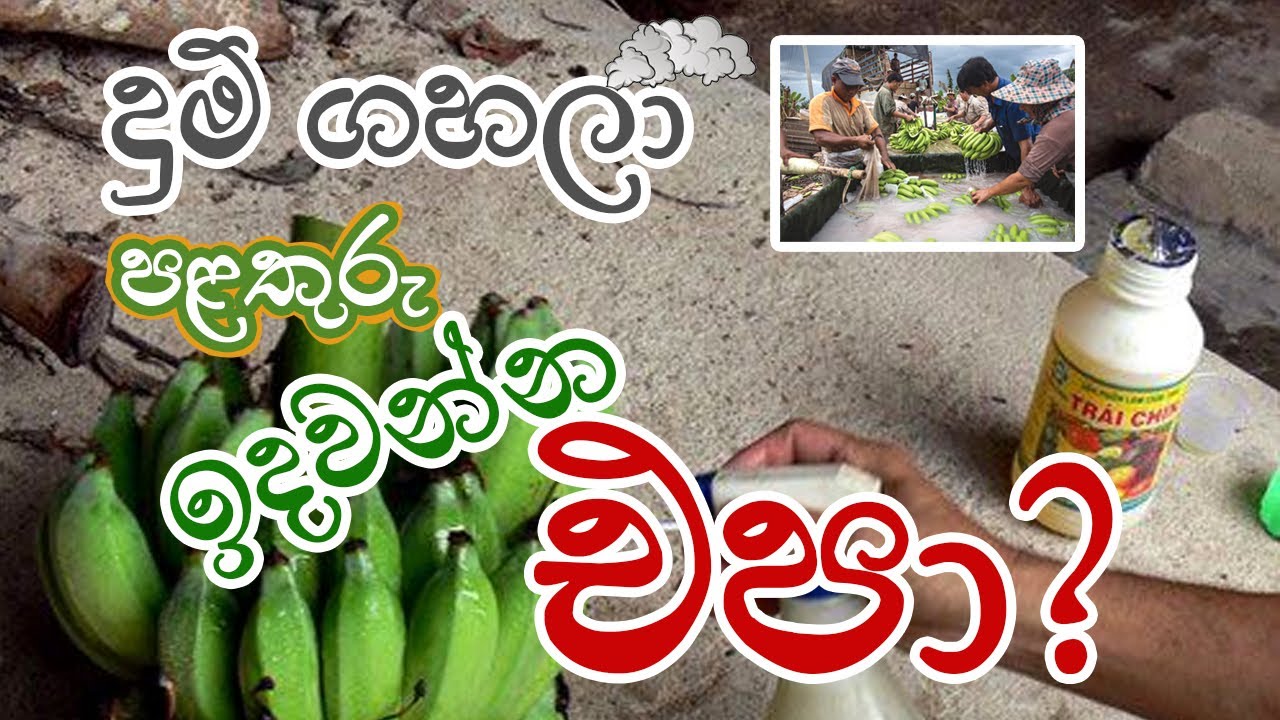 What is the most correct way of ripen fruits ?