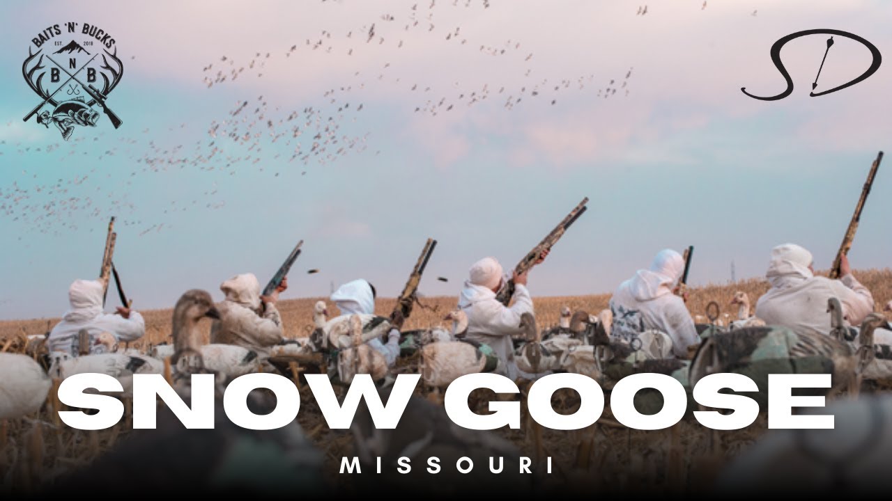 Missouri Snow Goose Hunt!