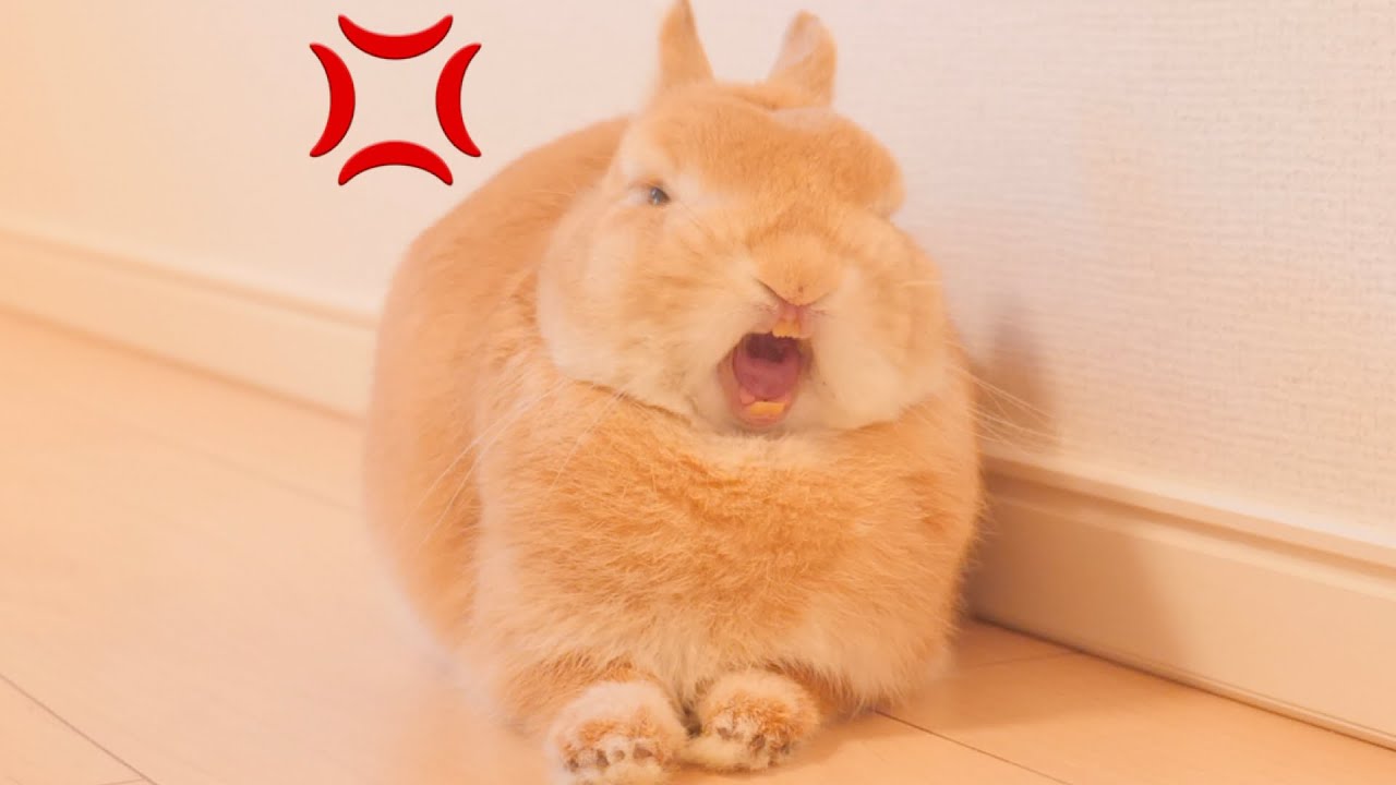 全て撤去されフローリンがツルツル滑って眠れないウサギが怒ってます！【No.651】