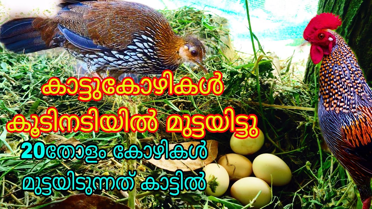 കാട്ടുകോഴികളും നാടൻ കോഴികളും ഒന്നാണോ? വീട്ടിൽ മുട്ടയിട്ടു 