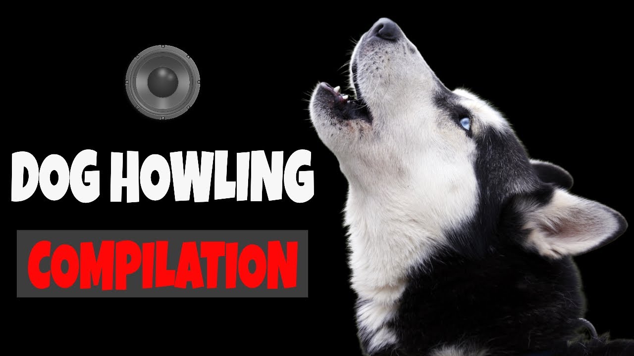 Dog Howl to make your Dogs Howling ( Make your dog howl)
