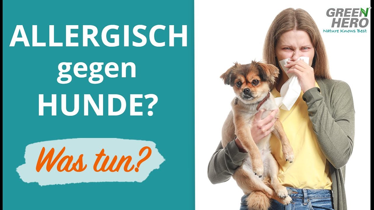 Hund trotz Allergie? 🐶  Diese Hunderassen sind allergikerfreundlich!