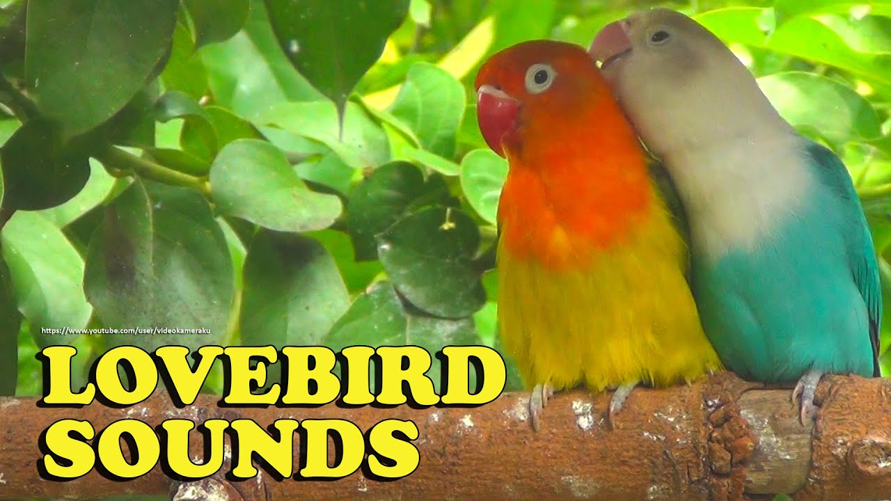 Lovebirds Chirping Sounds for Your Little Parrot Friends