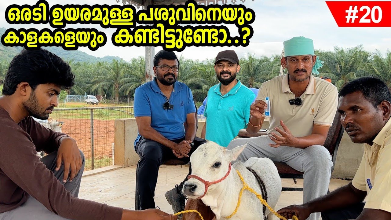 Ep # 20  ലോകത്ത് ഒരിടത്തും ഇങ്ങനെ ഒരു കാഴ്ച കണ്ടെന്നു വരില്ല.പാല് മൂന്ന് ലിറ്റർ.വിശ്വസിക്കാൻ പറ്റുമോ