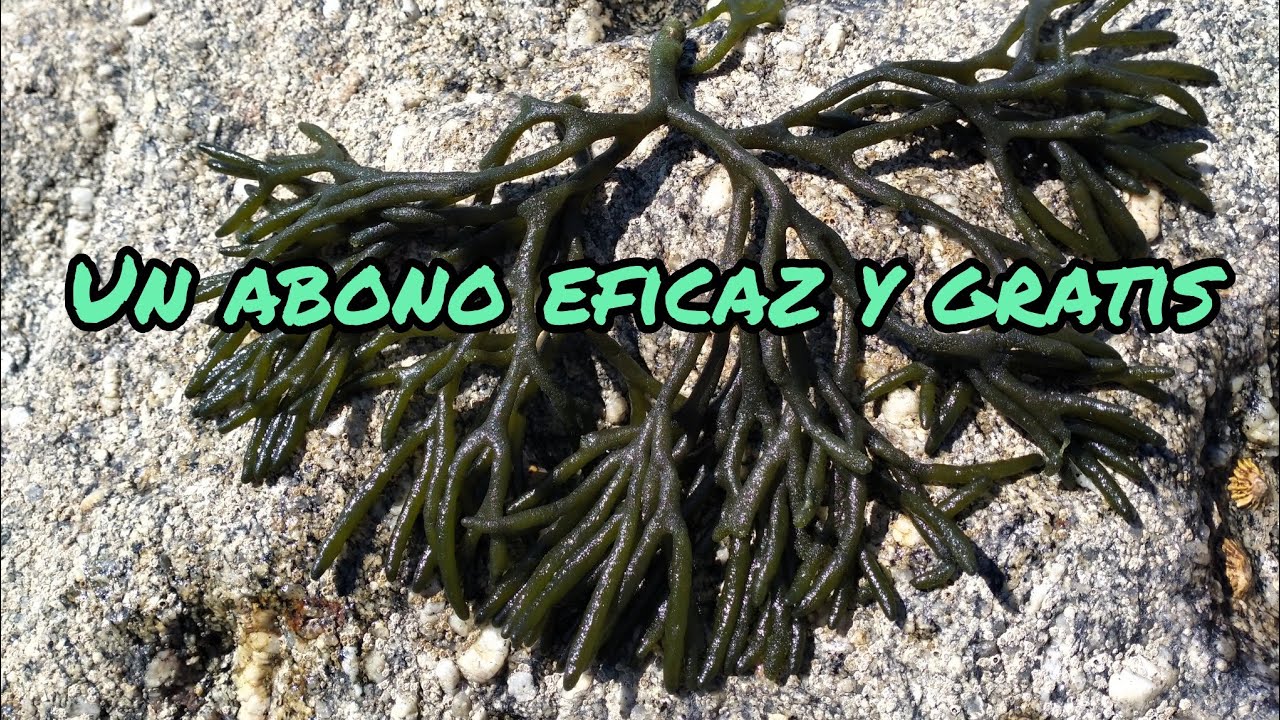 Aprende a realizar tu propio abono y un fungicida natural.