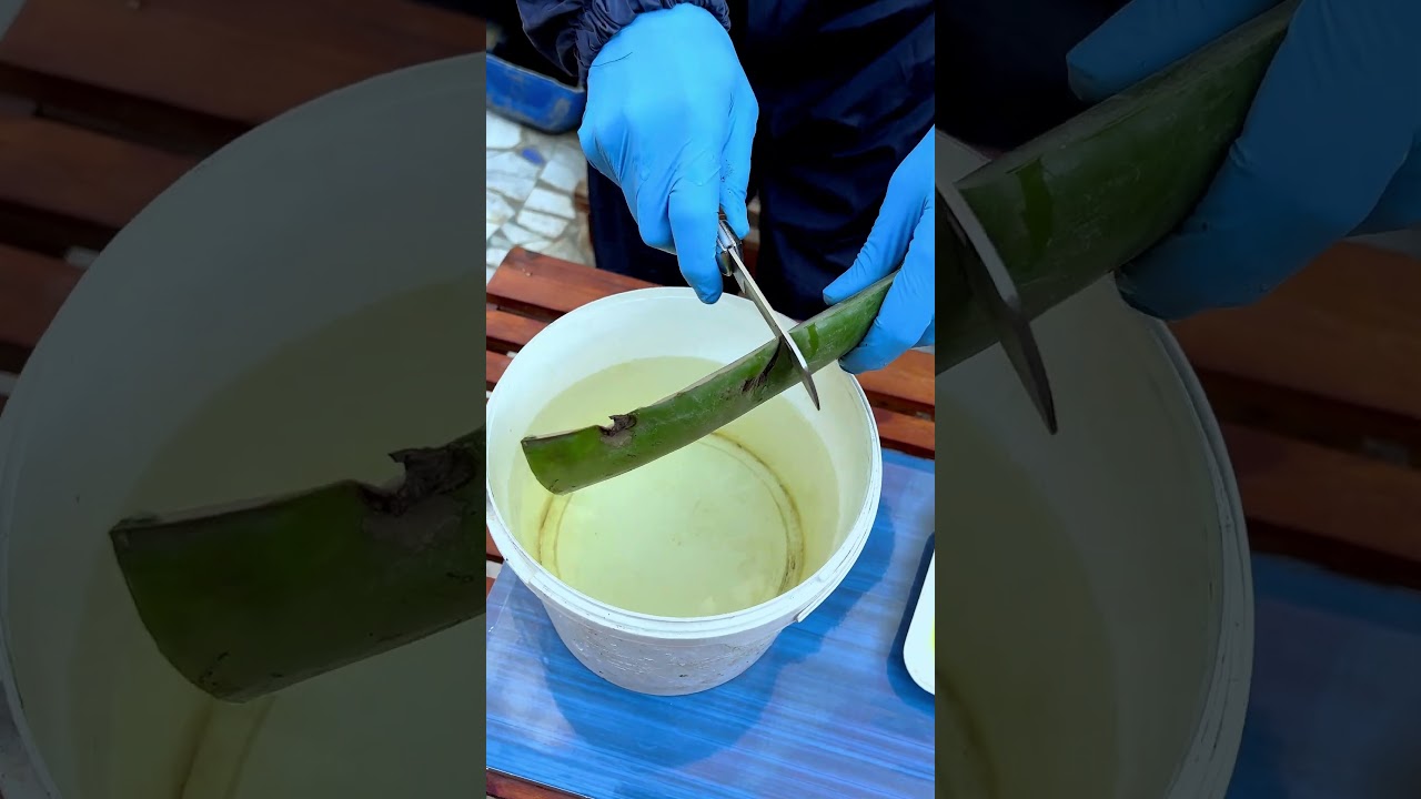 ببلاش : أقوي مبيد حشري وفطري طبيعي @youtubecreators #YuoTubeHighFive