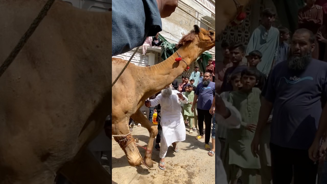 Camel ki qurbani ❤️#qurbani #eiduladha #bakraeid #bakraeid2025 #shorts #viralvideo #trending #eid